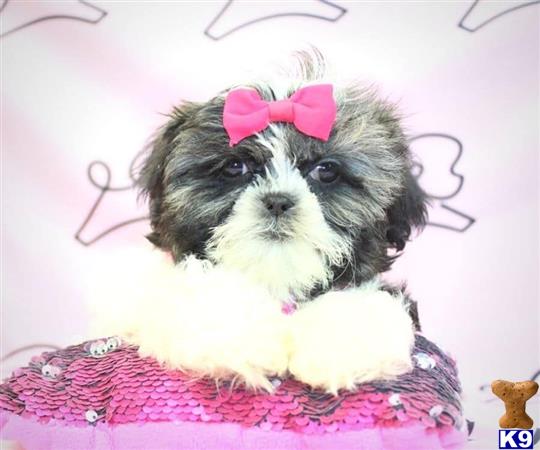 lvpuppyheaven Picture 2